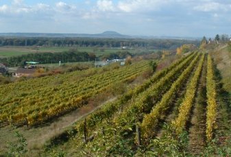 Vinice Štenberka